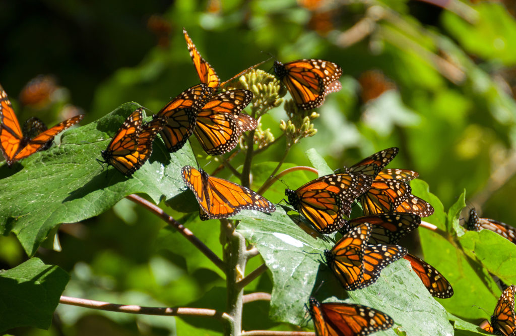 butterflies