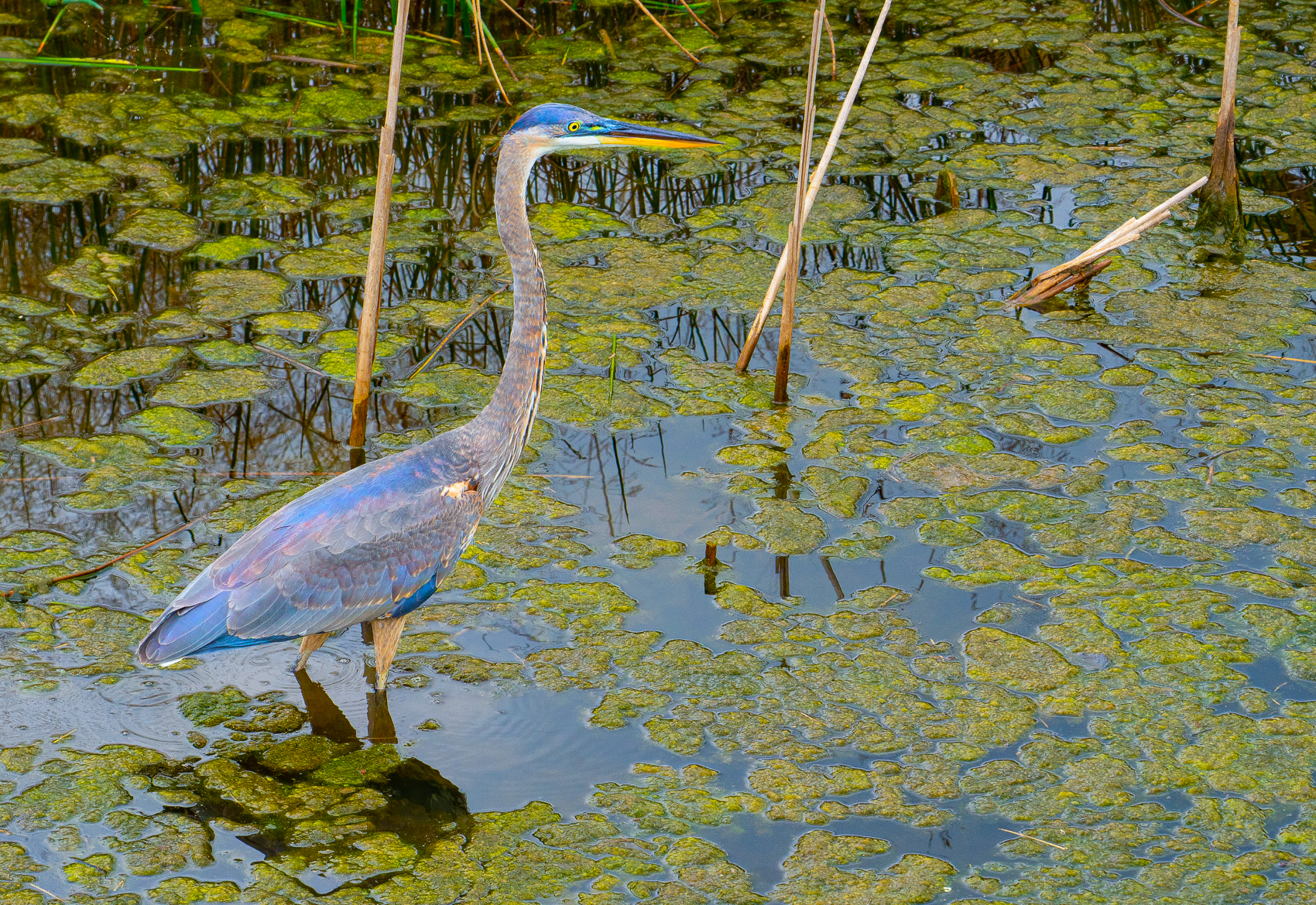 A Place for the Birds and Bird Enthusiasts Preserved Land for Nature Lovers